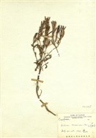 藏品(臺灣山芥)的圖片